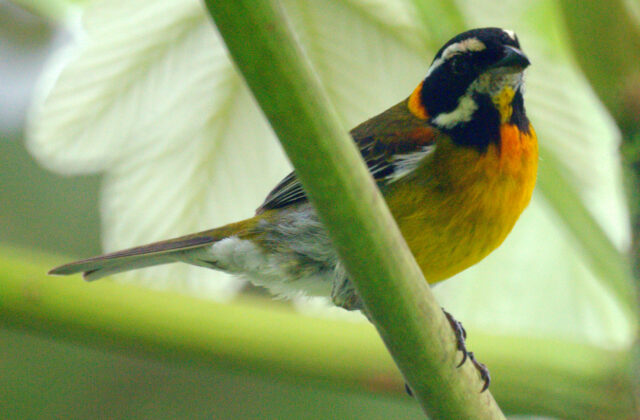 Puerto Rican Spindalis