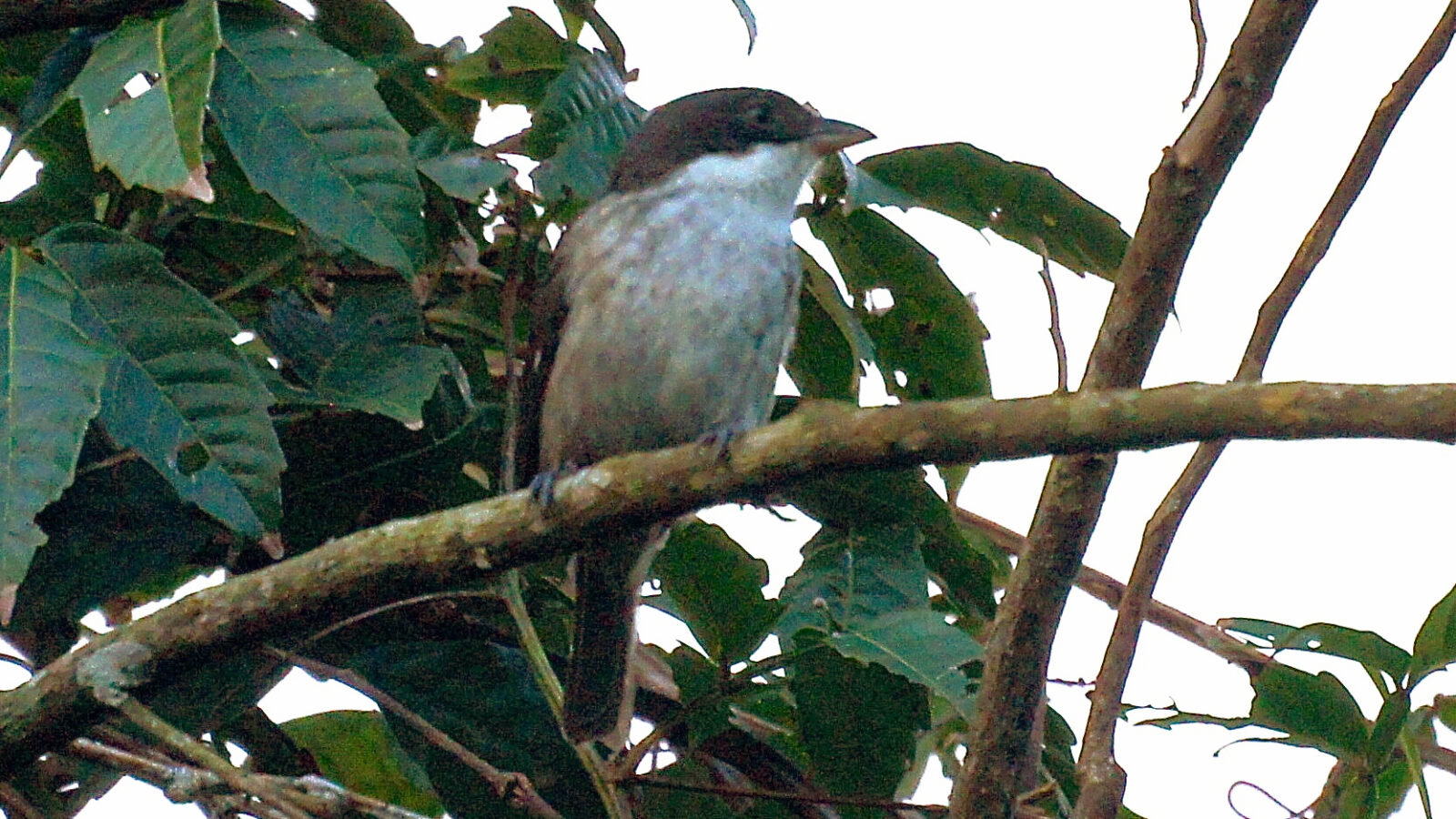 Puerto Rican Tanager