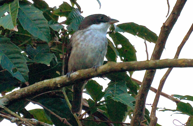 Puerto Rican Tanager