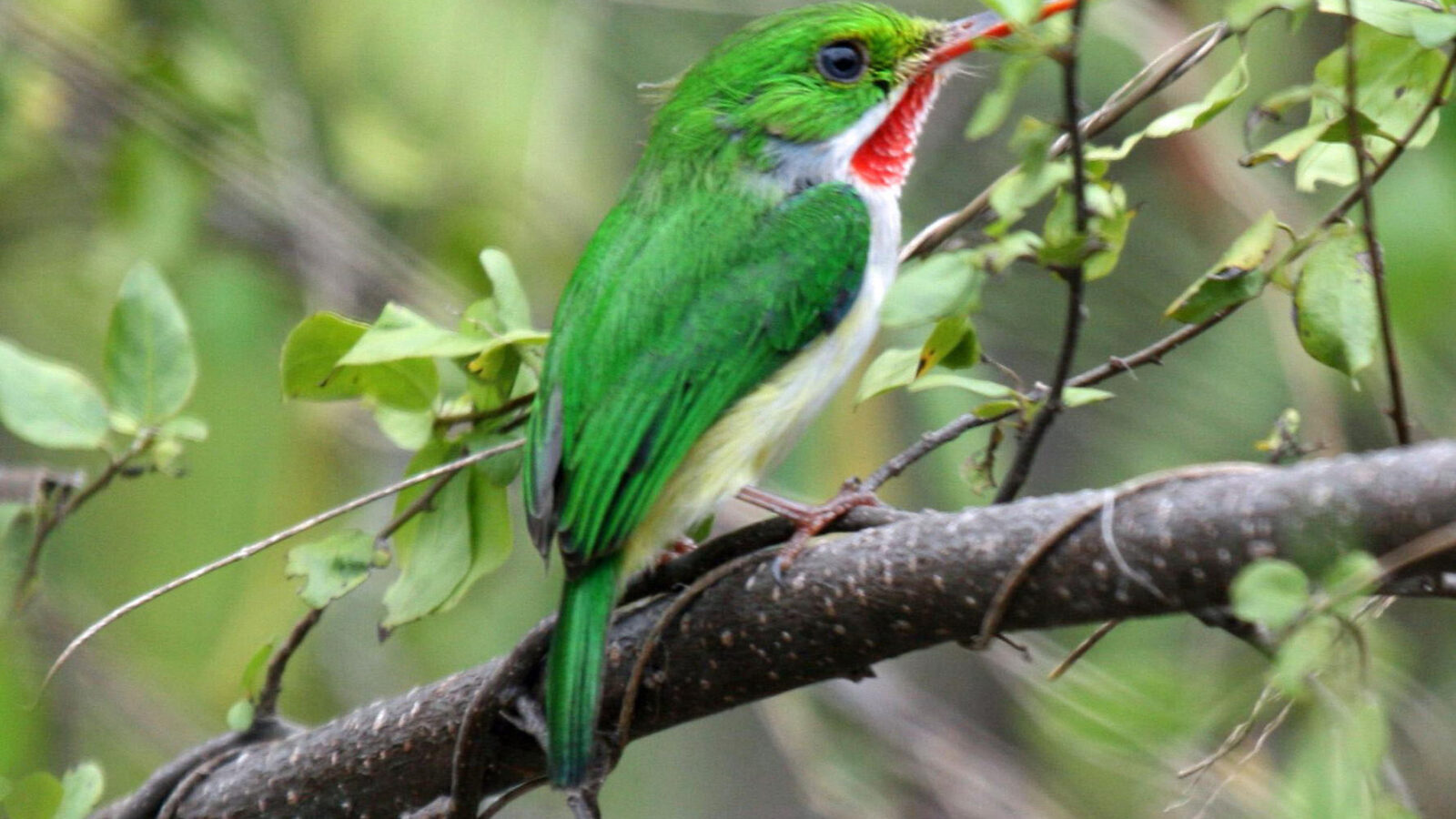 Puerto Rican Tody