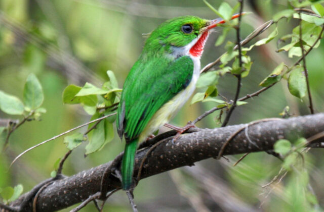 Puerto Rican Tody