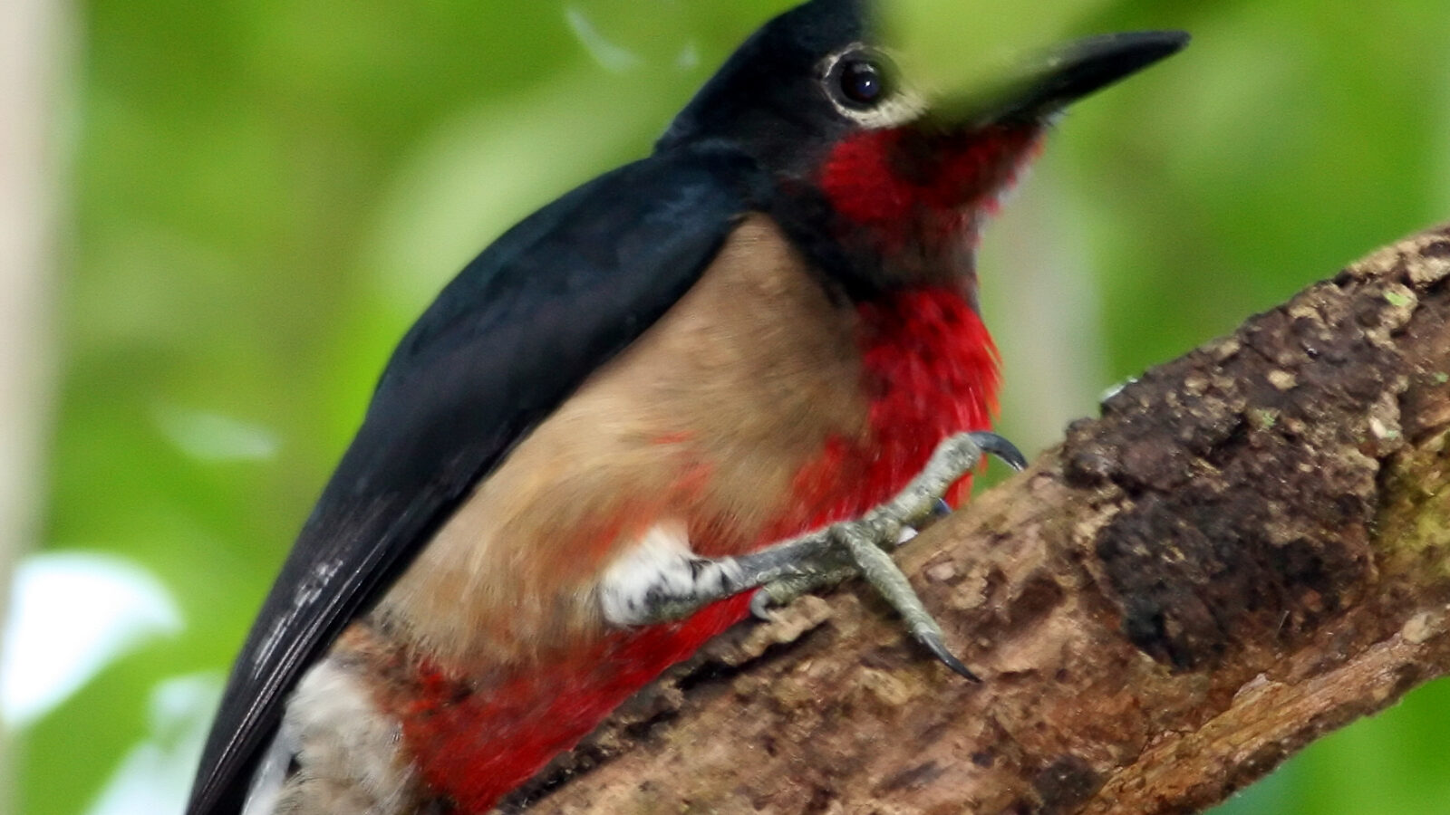 Puerto Rican Woodpecker