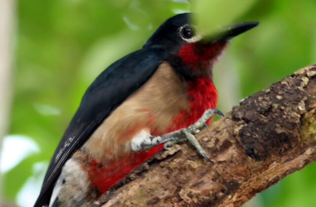 Puerto Rican Woodpecker