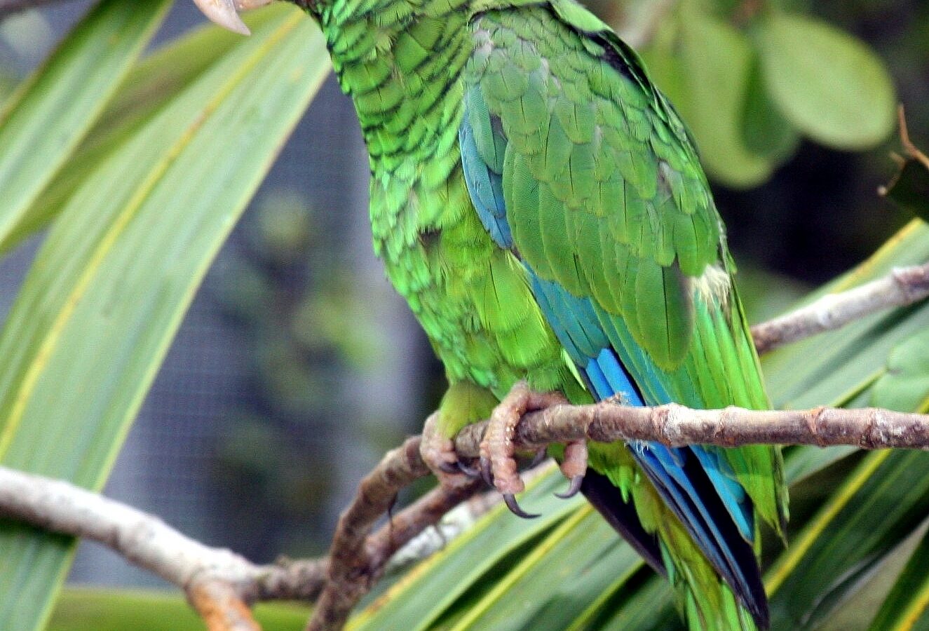 Puerto Rican Amazon