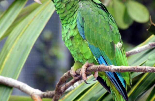 Puerto Rican Amazon