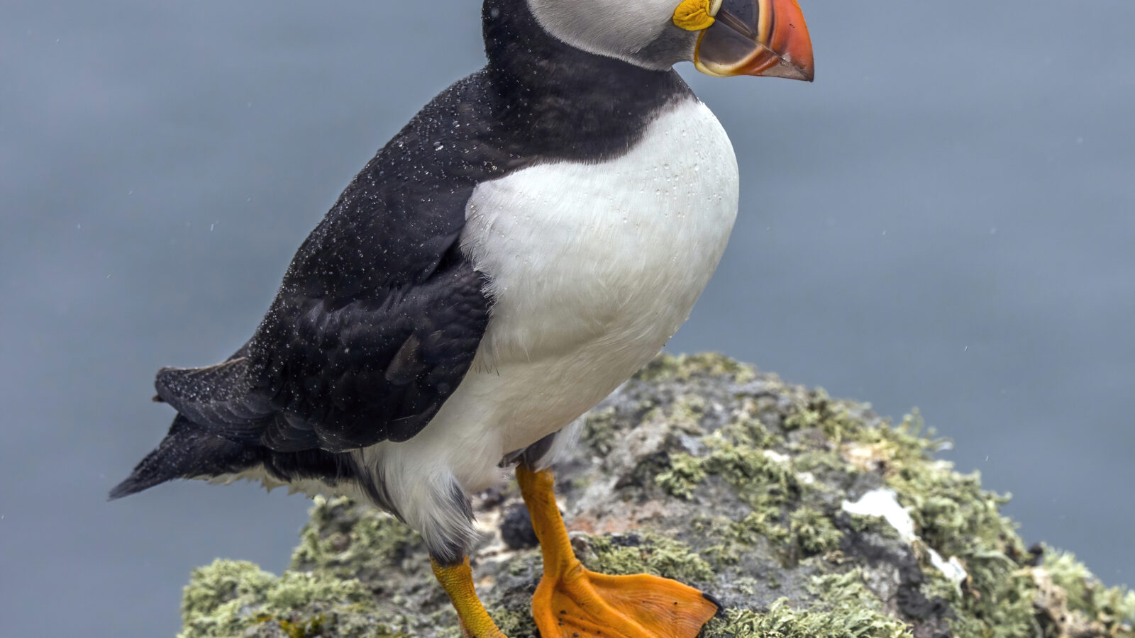 Atlantic Puffin
