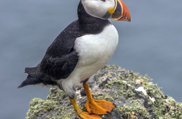 Atlantic Puffin