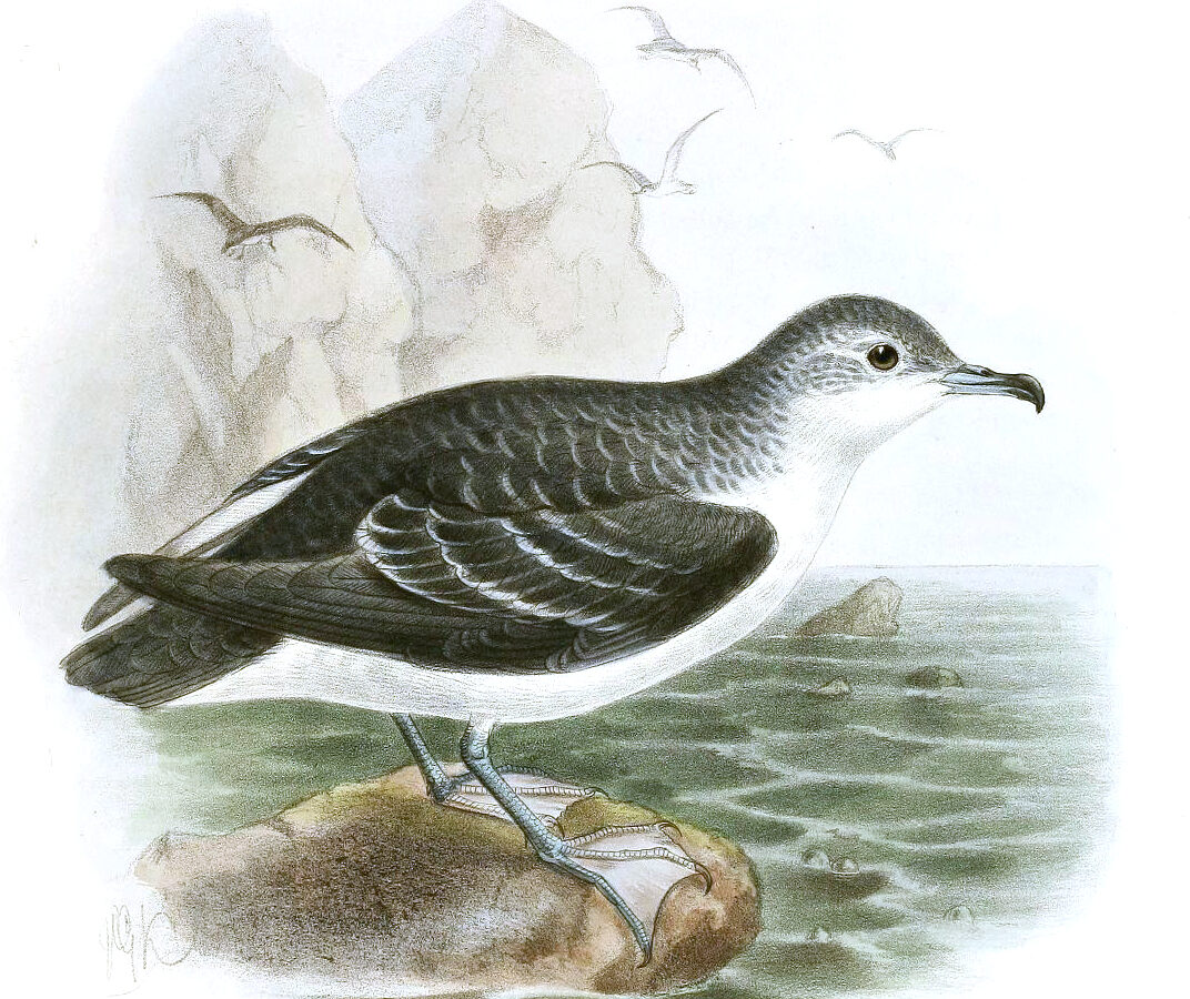 Little Shearwater