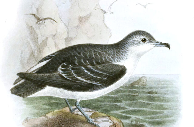 Little Shearwater
