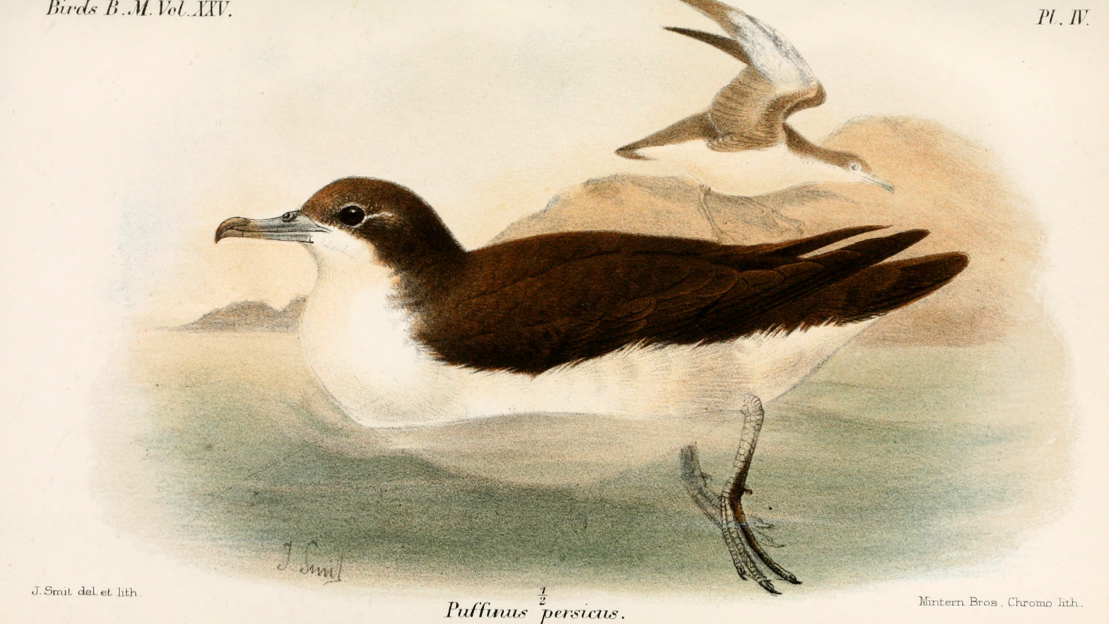 Persian Shearwater