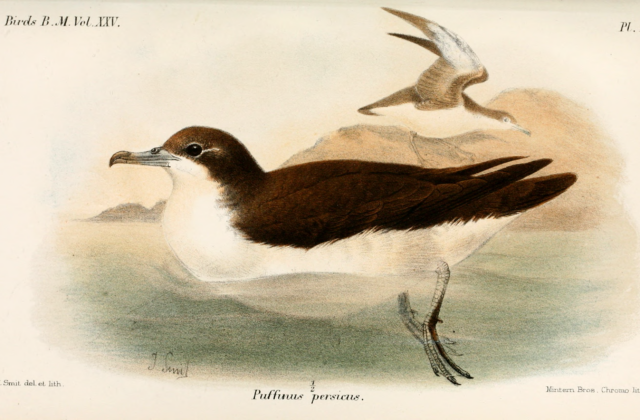 Persian Shearwater