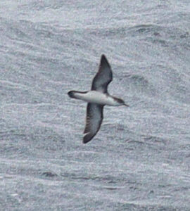 Boyd’s Shearwater