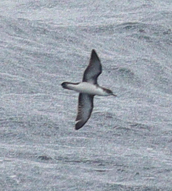 Boyd’s Shearwater