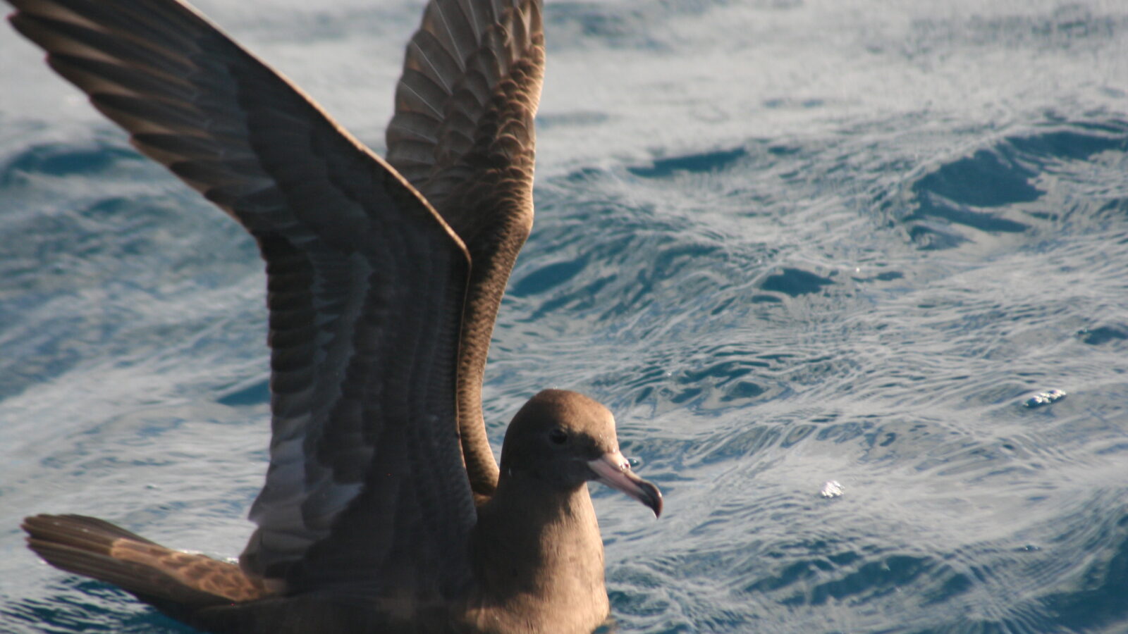 Flesh-footed Shearwater