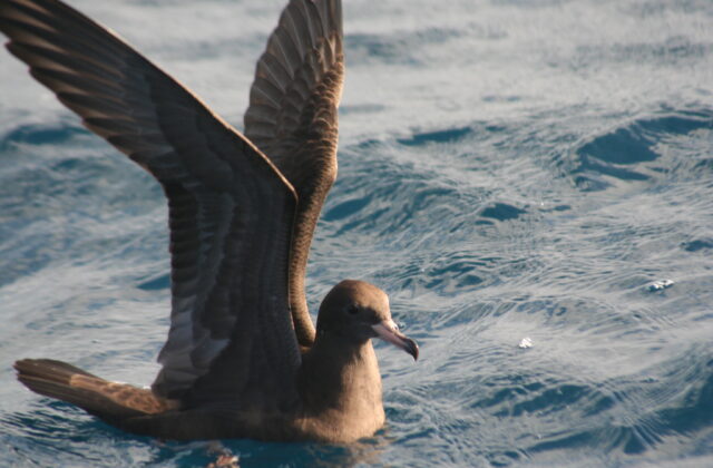 Flesh-footed Shearwater