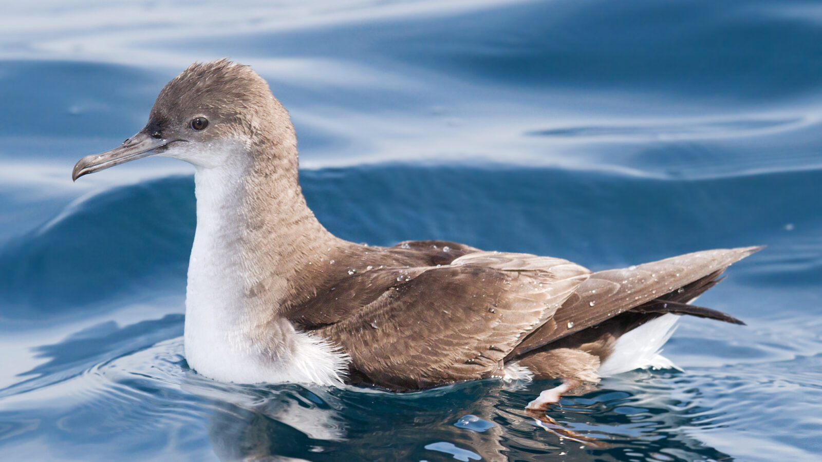 Fluttering Shearwater