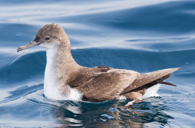 Fluttering Shearwater