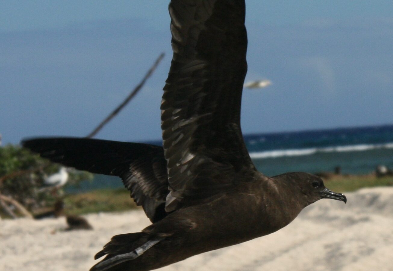 Christmas Shearwater