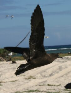 Christmas Shearwater