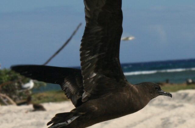 Christmas Shearwater