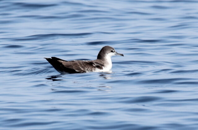 Galapagos Shearwater