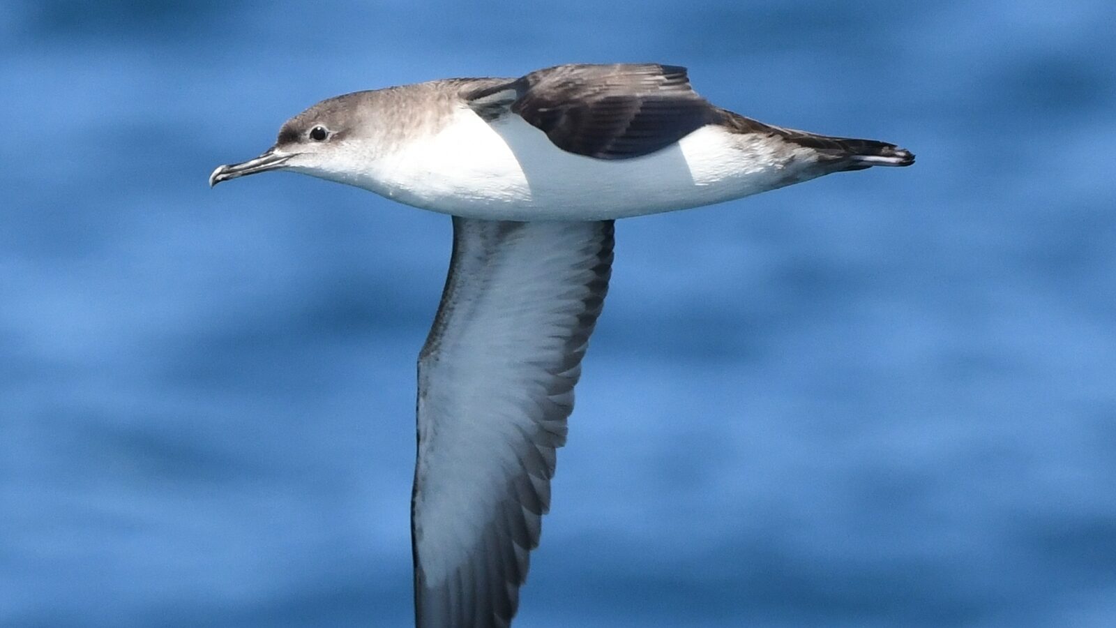 Yelkouan Shearwater