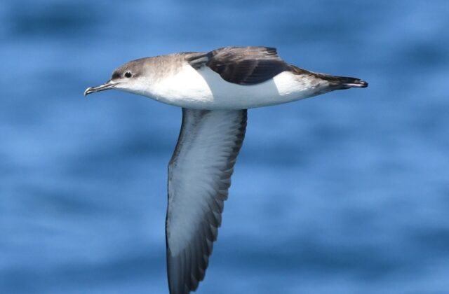 Yelkouan Shearwater