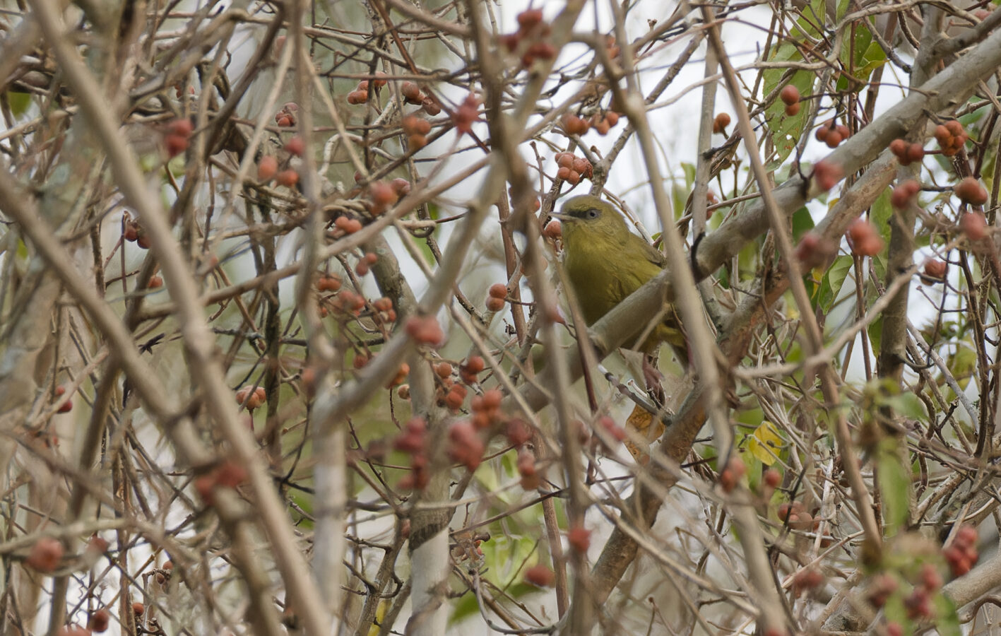 Pulitzer’s Longbill