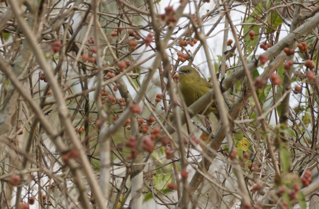 Pulitzer’s Longbill