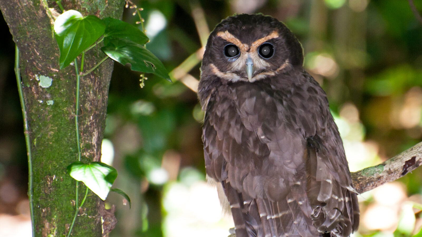 Tawny-browed Owl