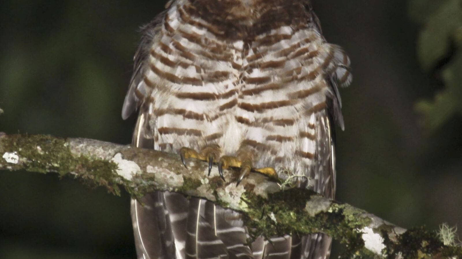 Band-bellied Owl
