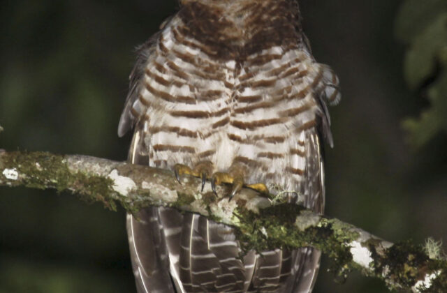 Band-bellied Owl