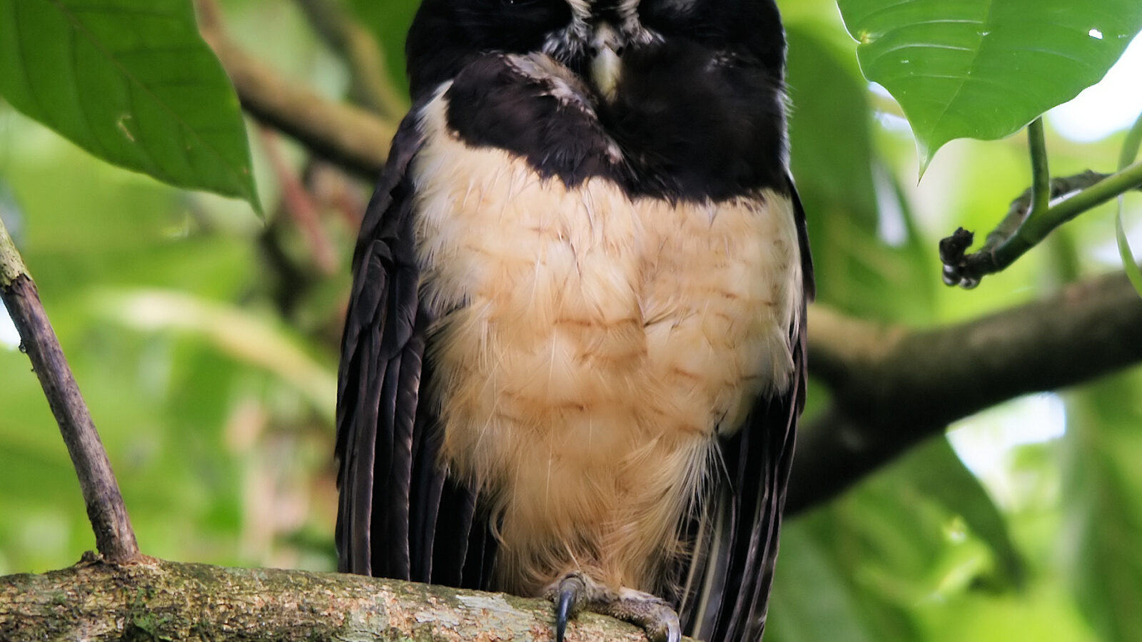 Spectacled Owl