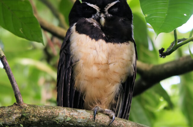 Spectacled Owl