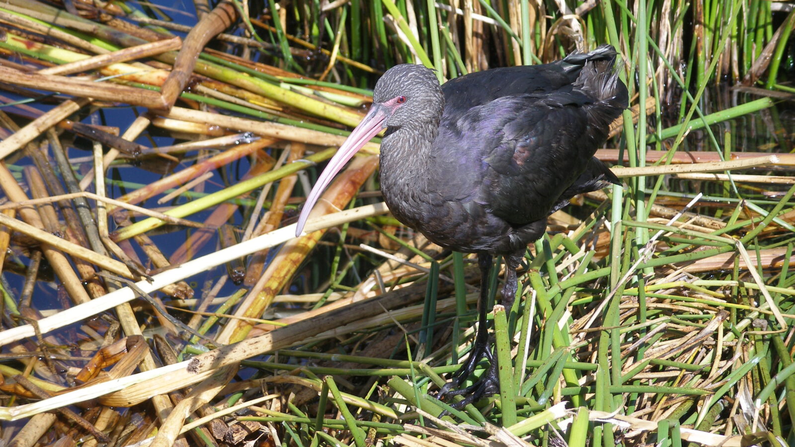 Puna Ibis