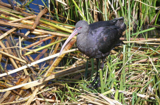 Puna Ibis