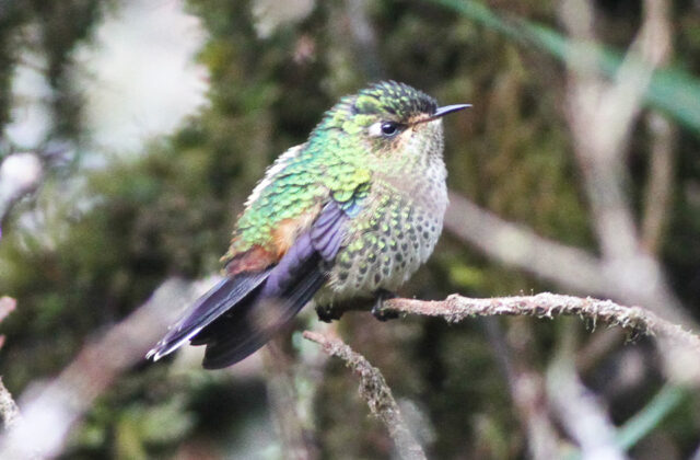 Purple-backed Thornbill