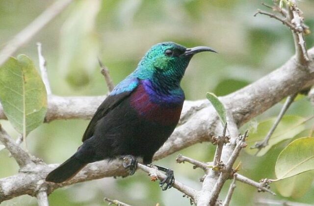 Purple-banded Sunbird