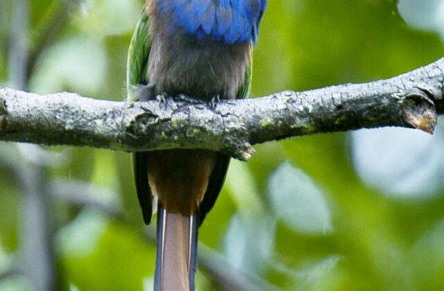 Purple-bearded Bee-eater