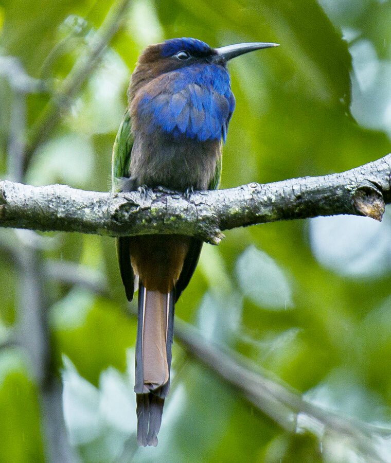 Purple-bearded Bee-eater