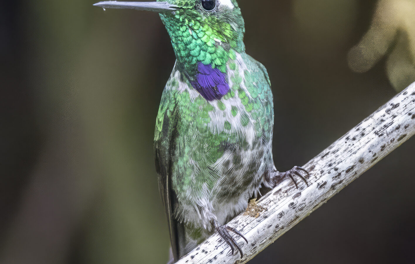Purple-bibbed Whitetip