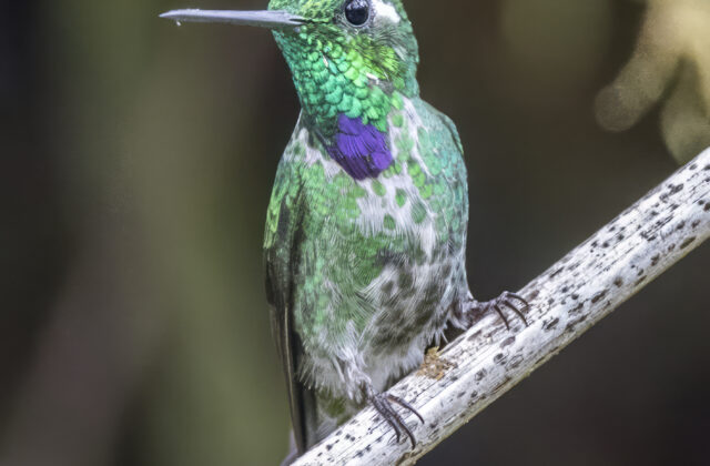 Purple-bibbed Whitetip