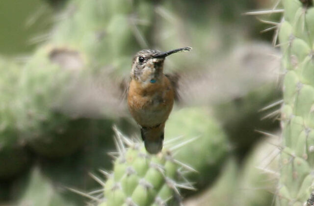 Purple-collared Woodstar