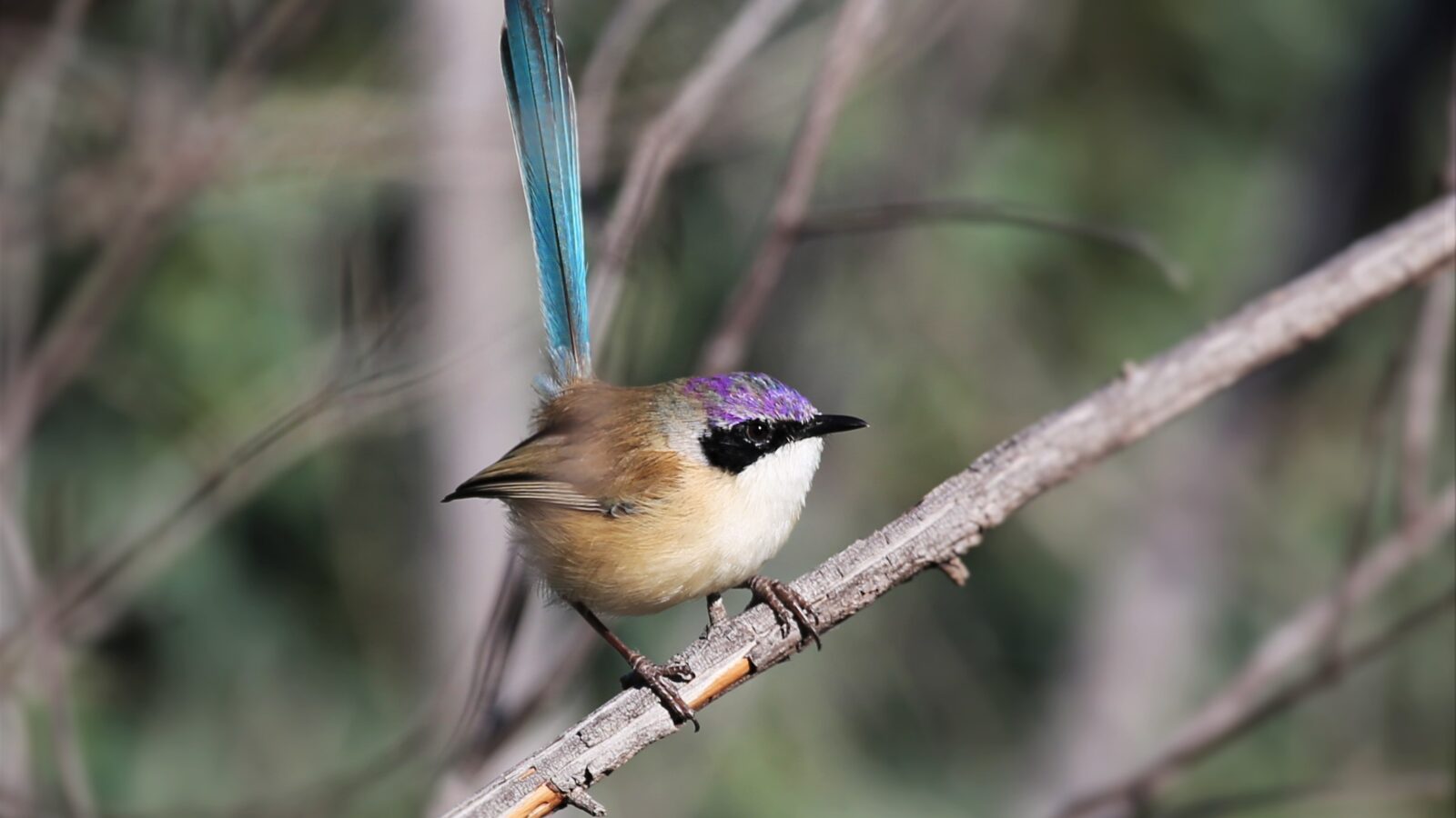Purple-crowned Fairywren