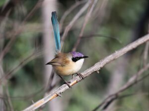 Purple-crowned Fairywren