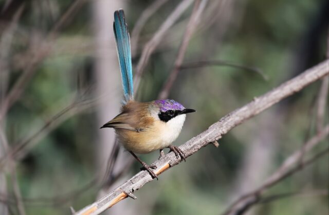 Purple-crowned Fairywren