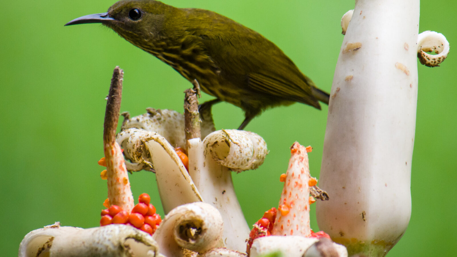 Purple-naped Spiderhunter