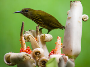Purple-naped Spiderhunter