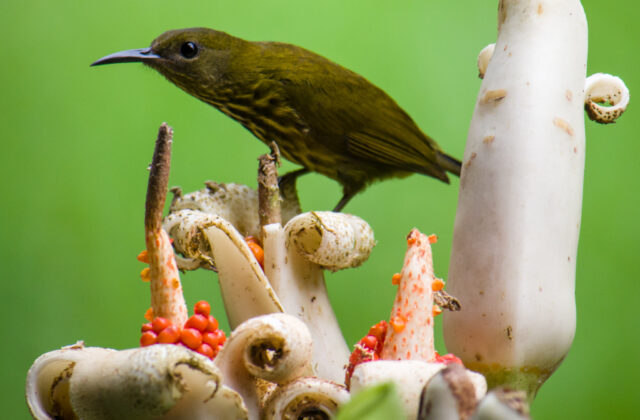 Purple-naped Spiderhunter