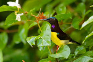 Purple-rumped Sunbird